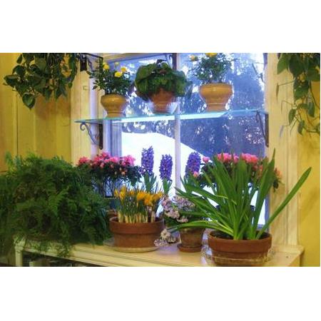 Doğru Bitki Bakımı İçin İpuçları!