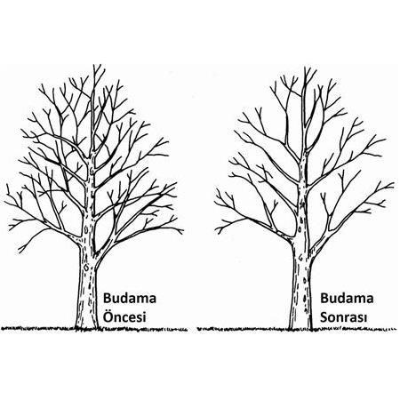 Meyve Ağaçları Ne Zaman Budanmalı ?