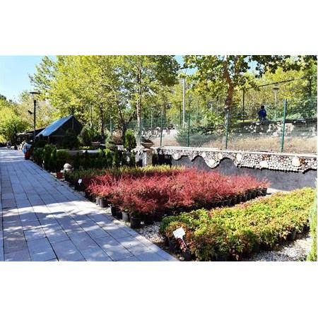 Sonbahar Bahçe Fikirleri