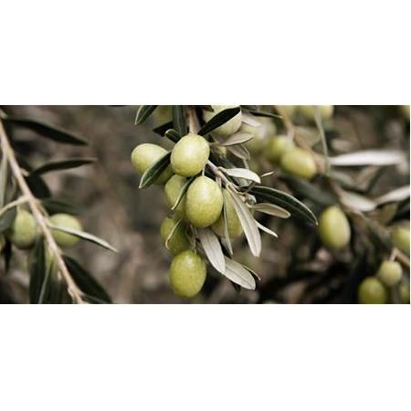 YAĞLIK ZEYTİN TOPLAMA METOTLARI