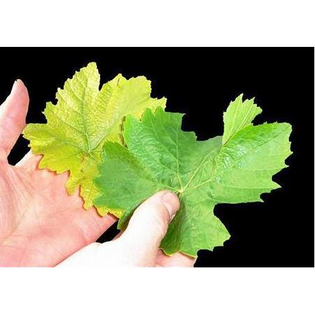 Çinko ve Bor Noksanlığı