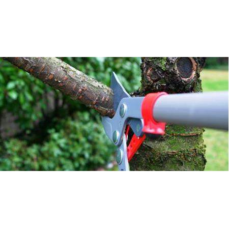 Budama Neden Önemlidir?