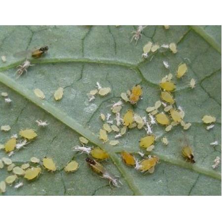 Güllerde Karıncalardan Kurtulma