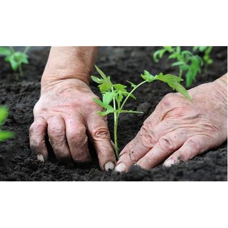 Sağlığınız ve iyiliğiniz için bahçecilik