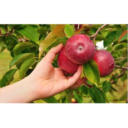 Ağaçtan Bardaklara: Taze Elma Suyu