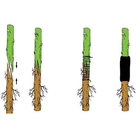 Kamçı Veya Dil Aşılama