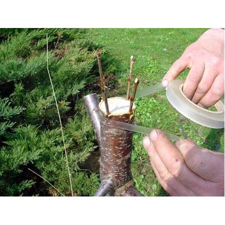 Meyveyi iyileştirmek veya çeşitliliği değiştirmek kolaydır