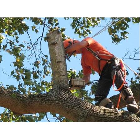 Motorlu Testere Güvenli Çalışma Talimatları