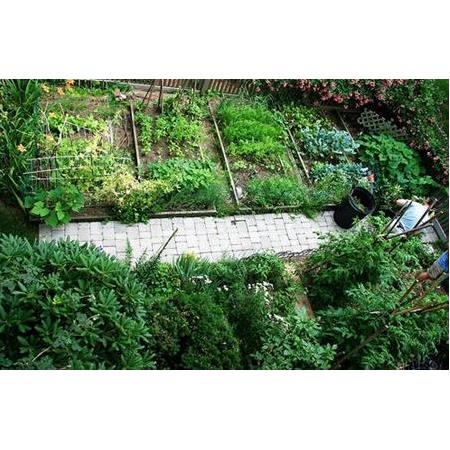 Kuraklık Durumunda Bahçelerinizi Canlı Tutmak