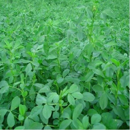 Yonca Tohumu - Medicago Sativa 1 kg