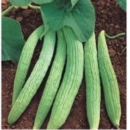 İstanbul Tohumculuk  Acur Tohumu